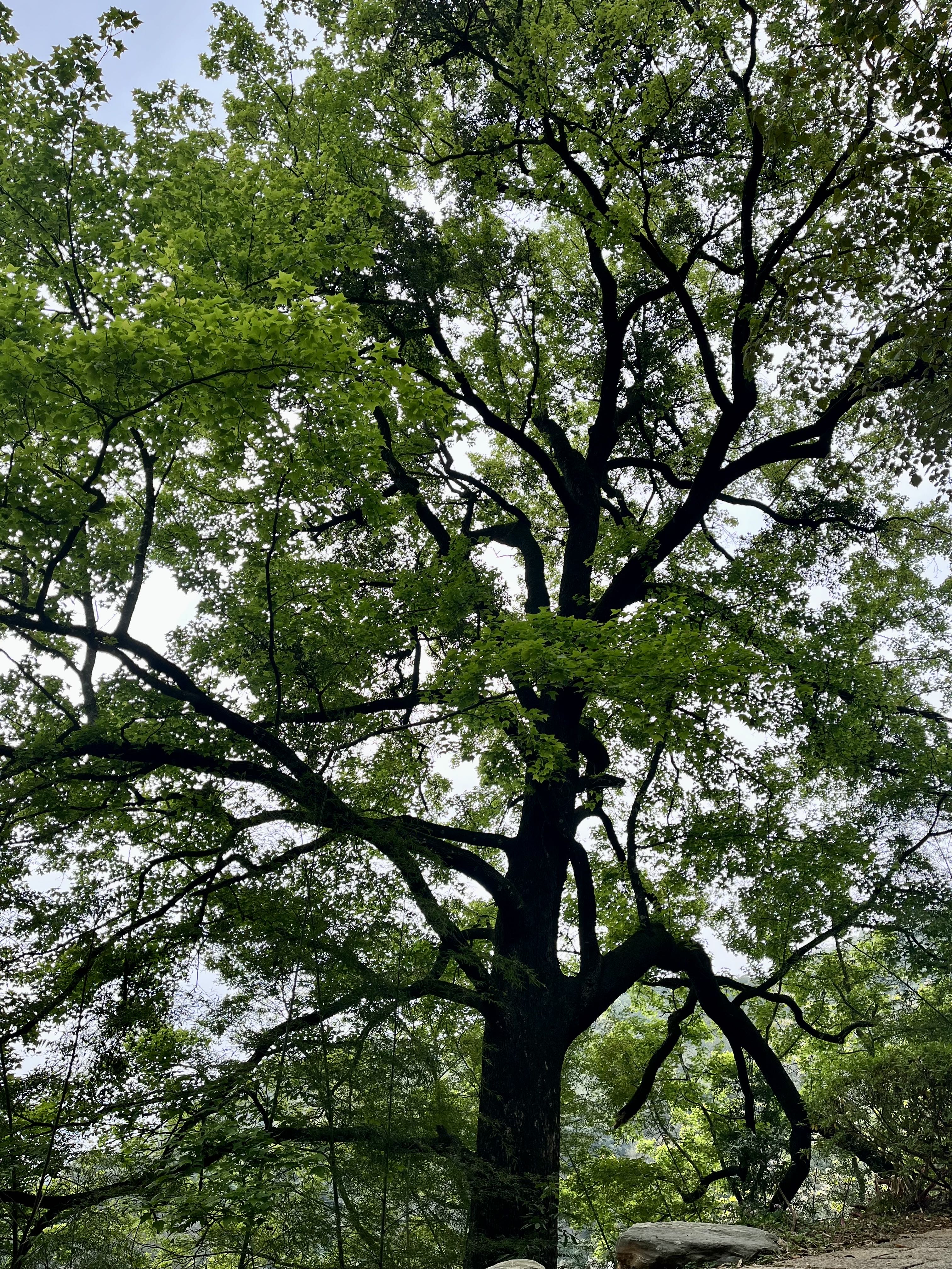 雁南飛兩百年紅楓